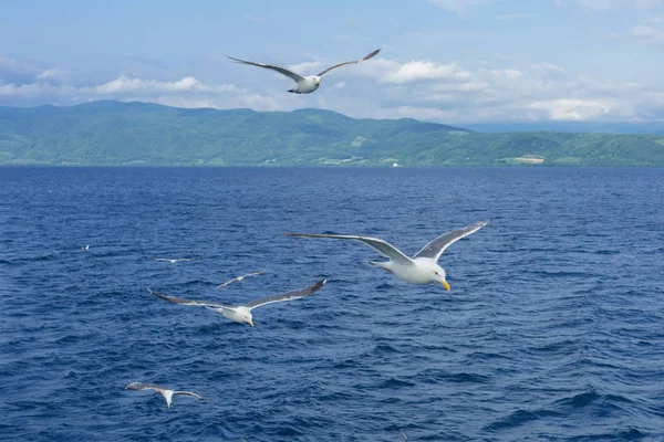 Gaivota em Hokkaido — Fotografia de Stock