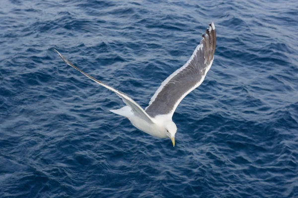 Gaviota en Hokkaido —  Fotos de Stock