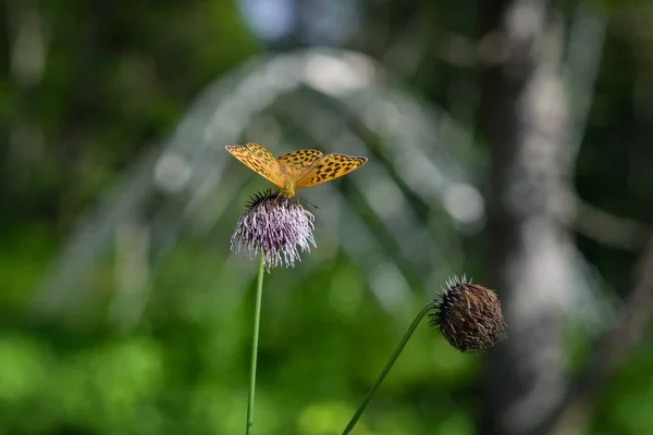 Butterfly in tuin — Stockfoto