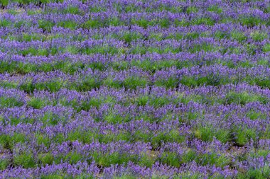 güzel lavanta çiçekleri