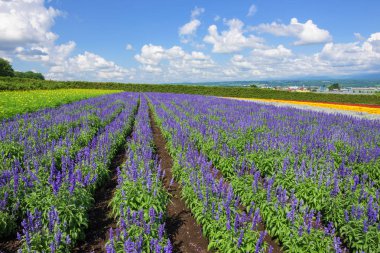 güzel çiçek çiçek
