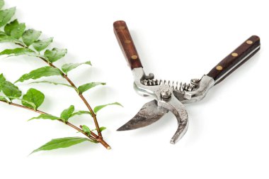 budama makası ile kesme