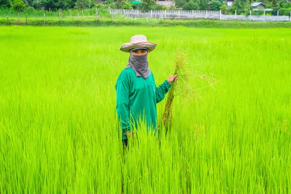Thai woman farmer — Stock Photo, Image