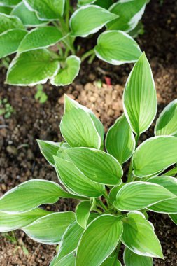 Soyut Yeşil Yapraklar