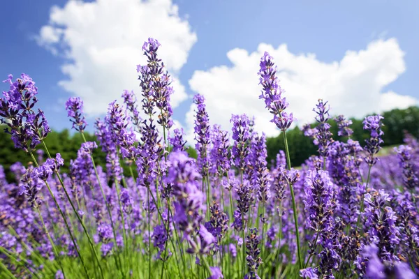 Lindas flores de lavanda — Fotografia de Stock