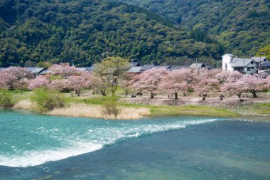 kiraz çiçekleri sezon