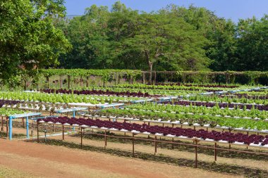 Hydroponic bahçe sistemi