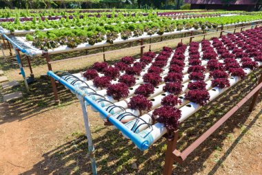 Hydroponic bahçe sistemi