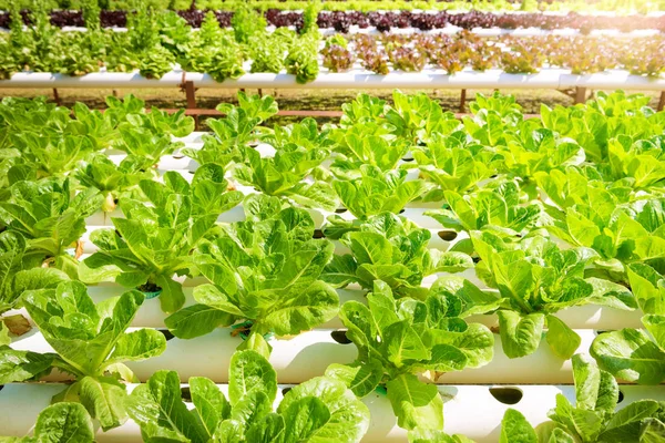 Hydroponic bahçe sistemi — Stok fotoğraf