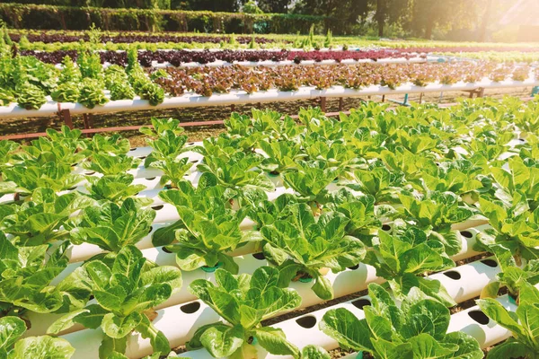 Hydroponiska Trädgårdsskötsel System — Stockfoto