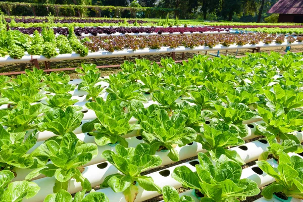 Hydroponic bahçe sistemi — Stok fotoğraf