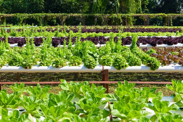 System hydroponicznych ogrodnictwo — Zdjęcie stockowe