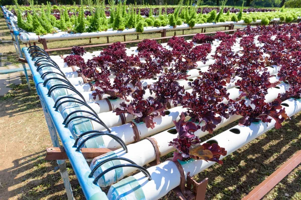 Hydroponic Gardening System — Stock Photo, Image