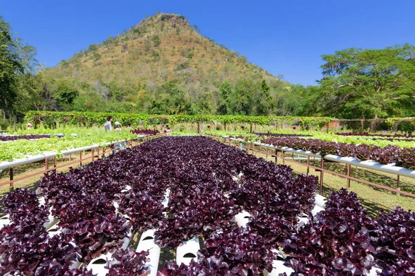 Hydroponic bahçe sistemi — Stok fotoğraf