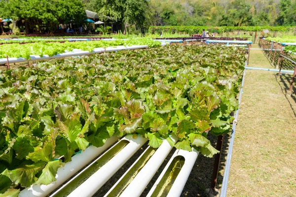 Hydroponic bahçe sistemi — Stok fotoğraf