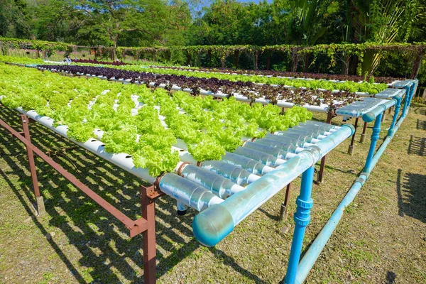 Hydroponic bahçe sistemi — Stok fotoğraf