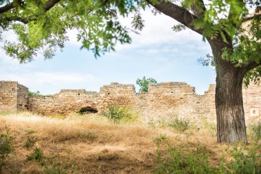 Ayçiçeği tarlası ve mavi gökyüzü