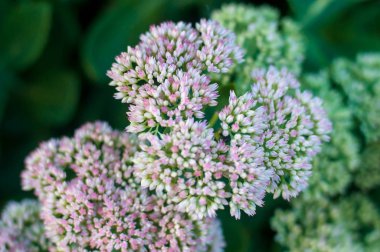 küçük pembe ve beyaz çiçekler