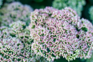 küçük pembe ve beyaz çiçekler