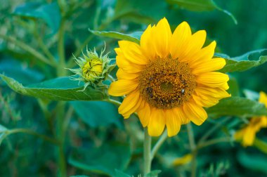 Sarı ayçiçeği arkaplanı