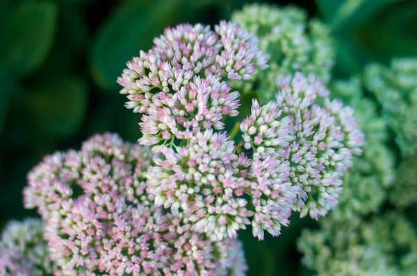 küçük pembe ve beyaz çiçekler