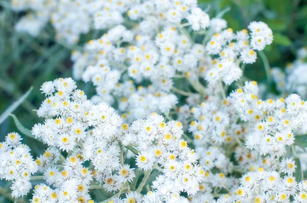 Witte bloemen achtergrond — Stockfoto