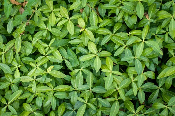 küçük yeşil yapraklar