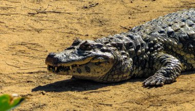 Timsah AVI için beklerken