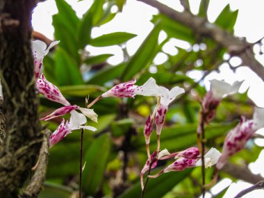 Orkide Rodriguezia decora