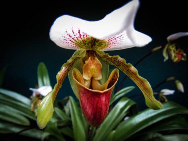 Ruby terlik, Ayakkabı kız leeanum