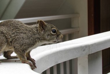 Sincap atlamak hazırlanıyor