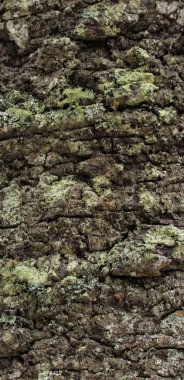 moss ile ahşap doku