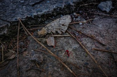 Kırmızı karınca Maceraları