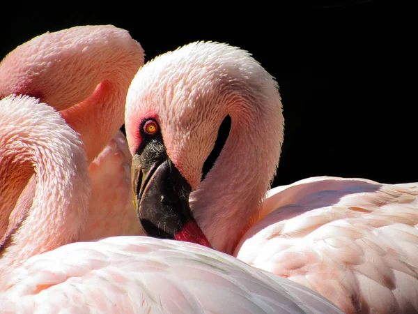 Flamingo olhando para a câmera — Fotografia de Stock