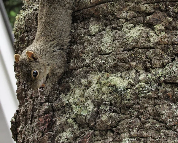 Squirrel ест орех на дереве — стоковое фото