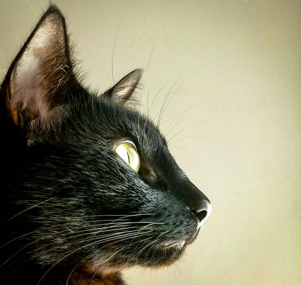Perfil de gato negro de ojos amarillos — Foto de Stock