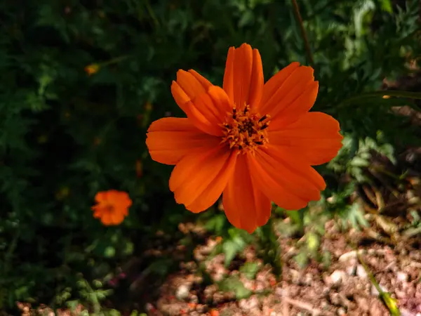 Plovoucí oranžová květina — Stock fotografie