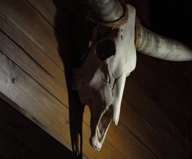 İnek kafatası ahşap doku üzerinde