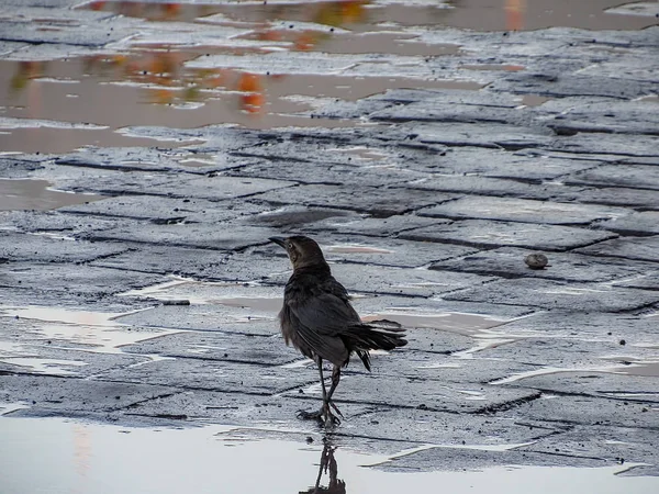 Nagy farkú grackle — Stock Fotó