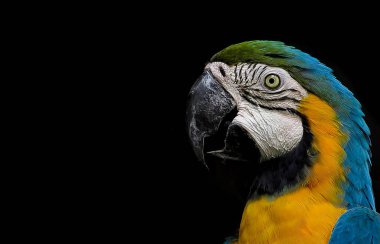 Siyah arka plan üzerine izole Amerika papağanı