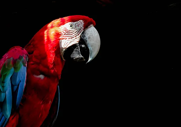 Macaw isolé sur fond noir — Photo