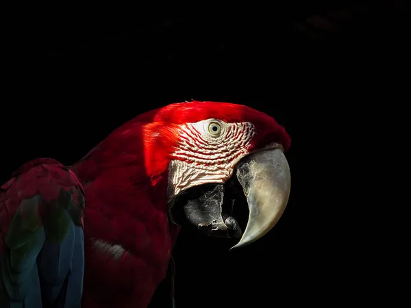 Macaw Isolated on Black Background