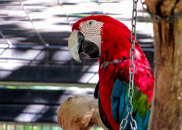 Macaw debout sur une branche d'arbre dans Aviary — Photo