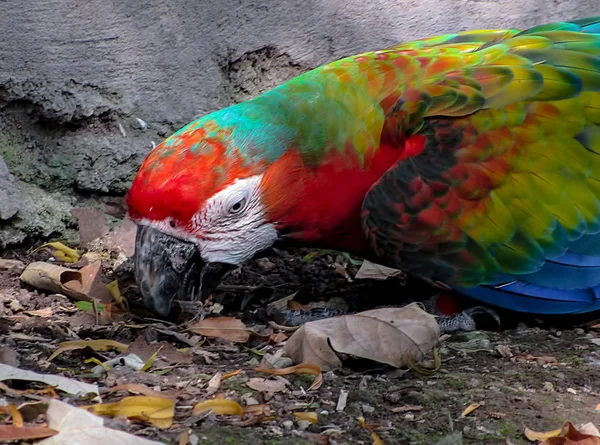 Macaw Searching the Ground in Aviary — Stock Photo, Image