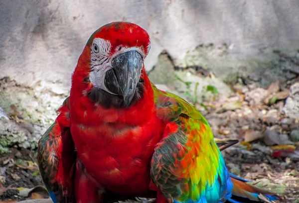 Guacamayo en aviario caminando por el suelo —  Fotos de Stock