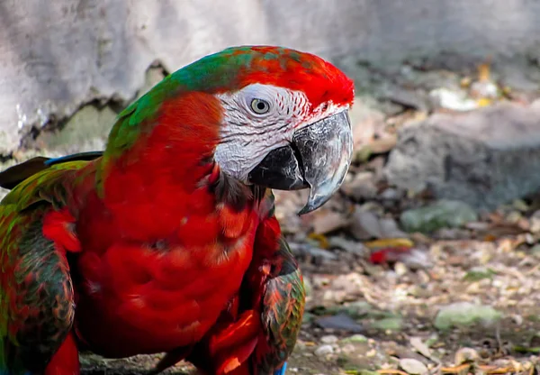 Guacamayo en aviario caminando por el suelo — Foto de Stock