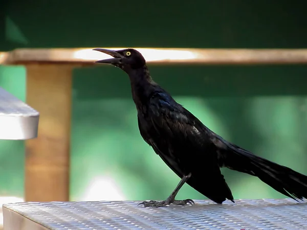 Nagy farkú grackle — Stock Fotó