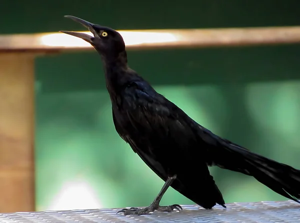 Nagy farkú grackle — Stock Fotó