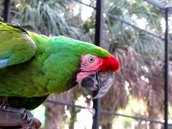 Macaw Standing at Metal Bar — Stock Photo, Image