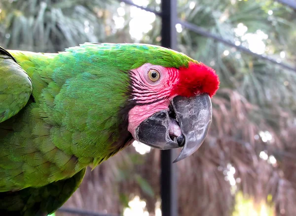 Macaw in Aviary — Stock Photo, Image